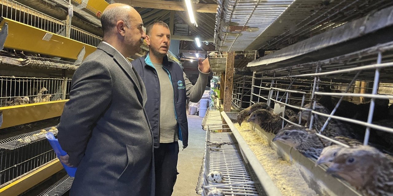 Karaman'da Yetiştiriliyor Irkı İçin İddialı