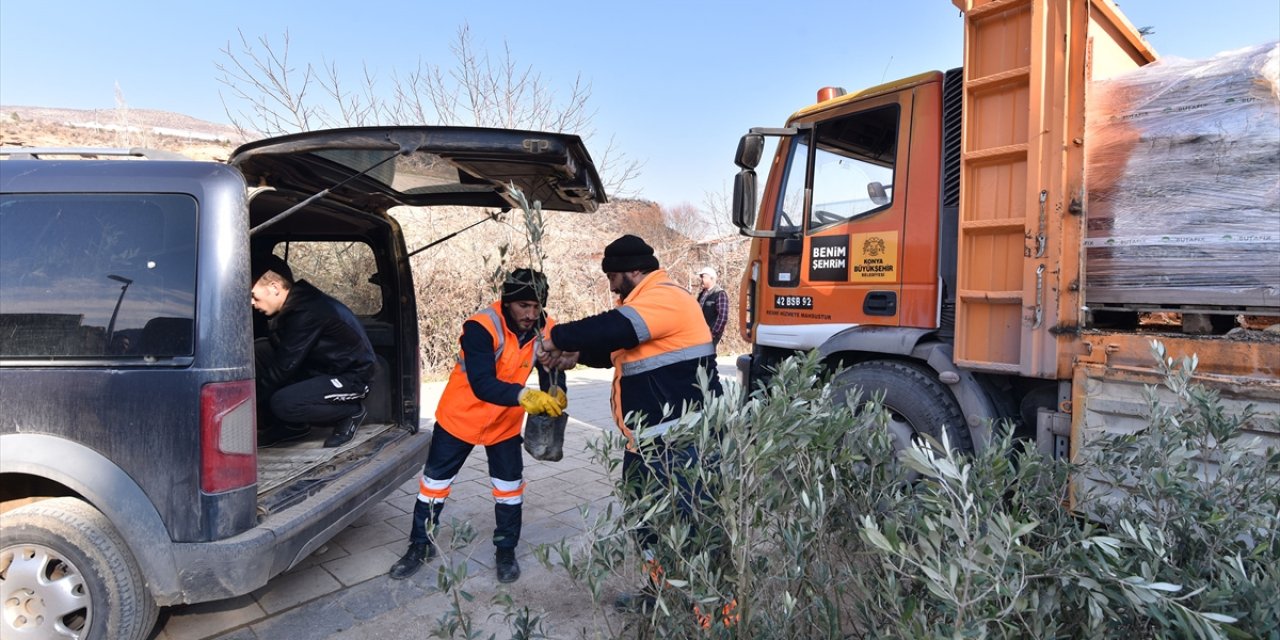 Hadim ve Güneysınır'da Zeytin Üretimi Hamlesi