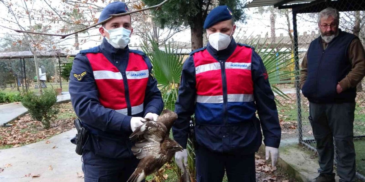 Avcıların Vurduğu Şahin Otelin Tenis Kortunda Yaralı Halde Bulundu