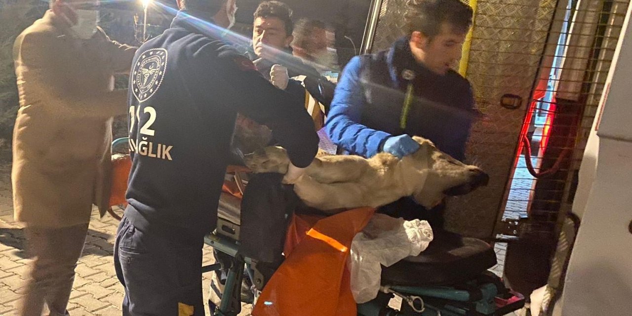 Yaralı Köpeğe İlk Müdahale 112’den Geldi