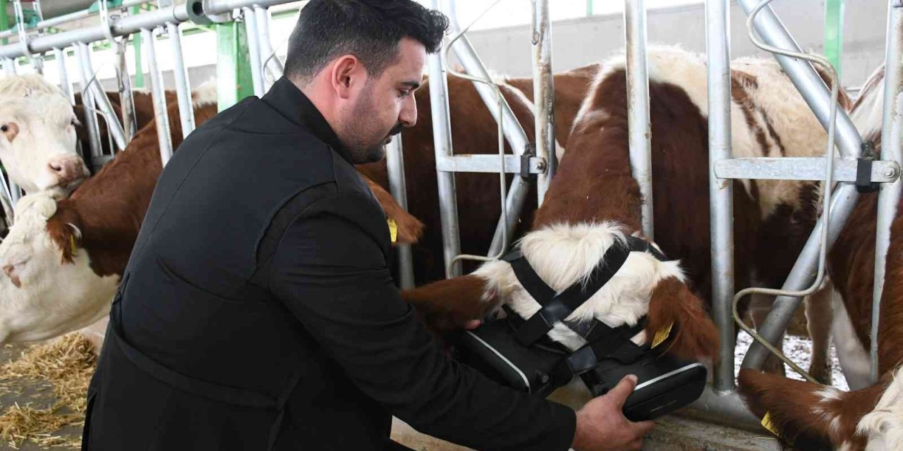 Sanal Gerçeklik Gözlüğüyle İneklerin Süt Verimliliği Arttı