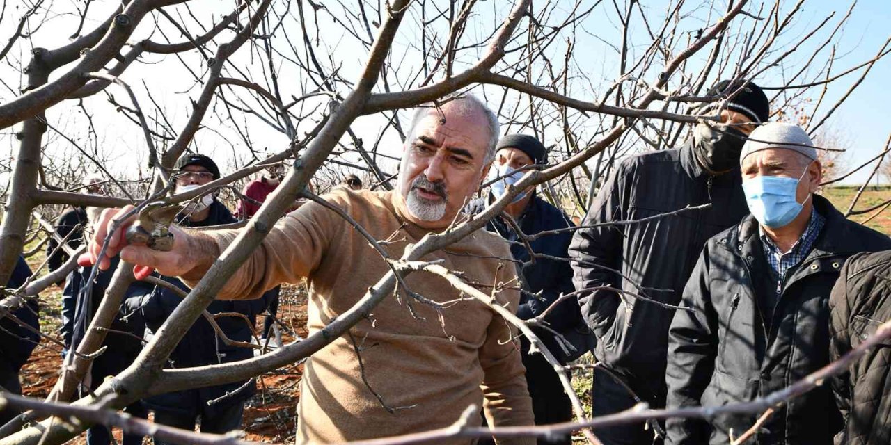 Budamada Önce Teori Sonra Uygulama