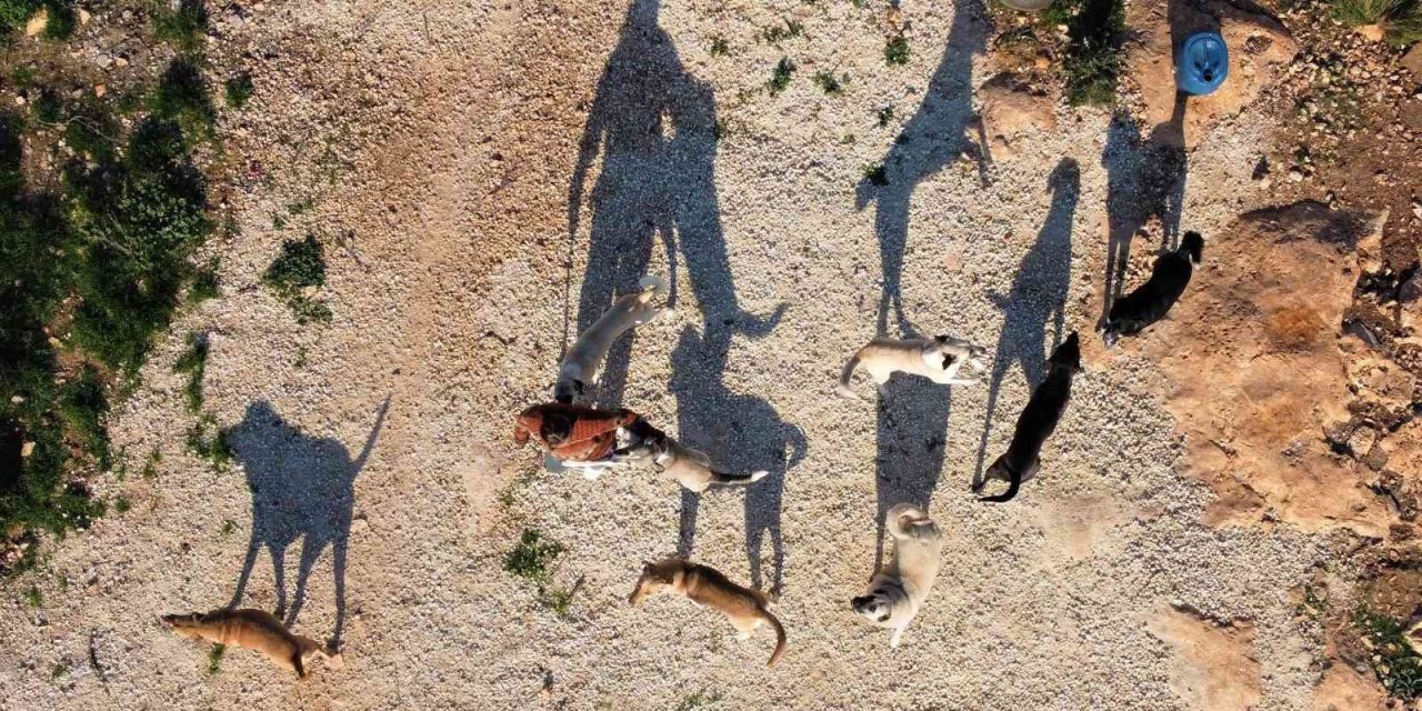 80 Hayvana Anne Oldu, 53 Köpek İle 27 Kediyi Sokaktan Kurtardı
