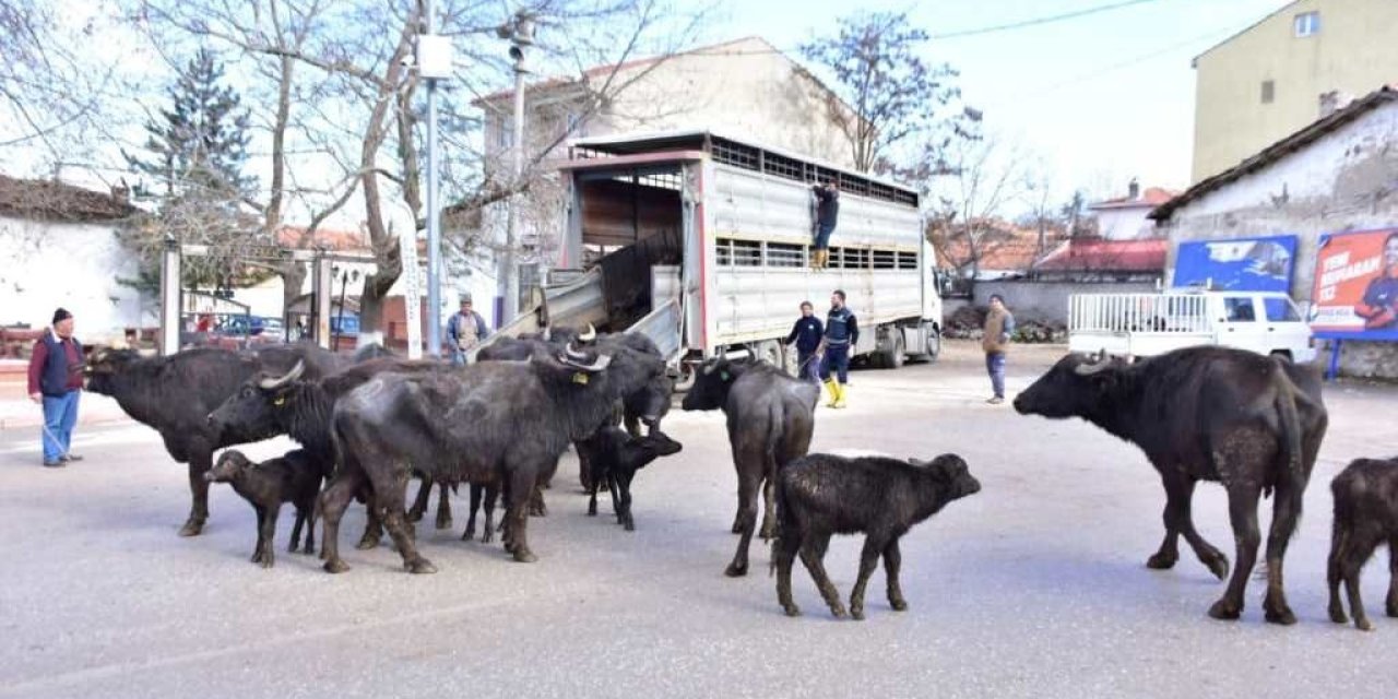 İnönü’de Manda Kaymağı Ve Yoğurdunun Üretimine Büyük Destek