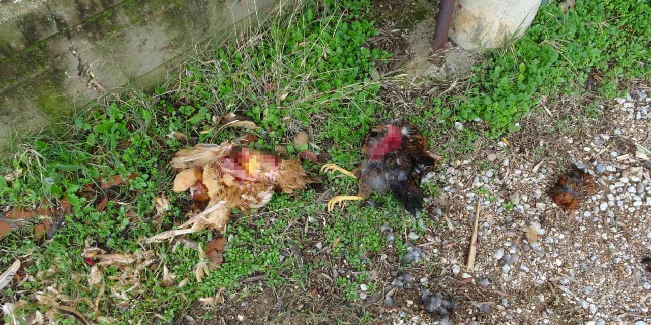 Aç Kalan Sokak Köpekleri Tavukları Telef Etti
