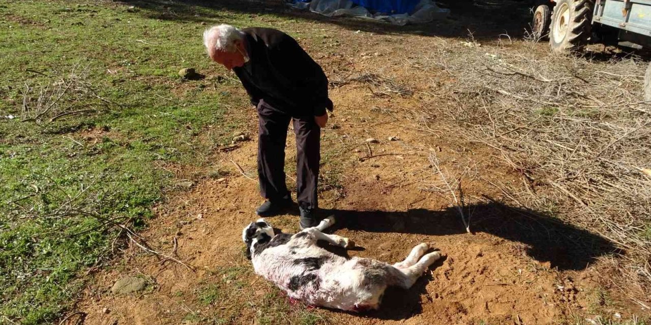 Aç Kalan Köpekler Buzağıya Saldırdı