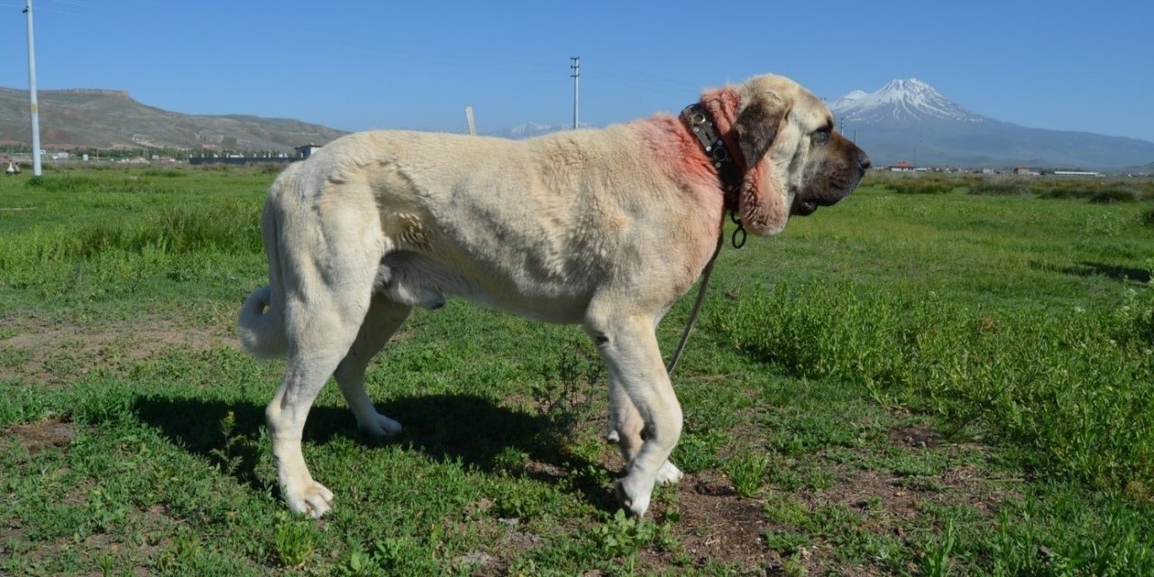Malaklı Köpekleri Bilimsel Bir Disiplin İçinde Araştırılacak
