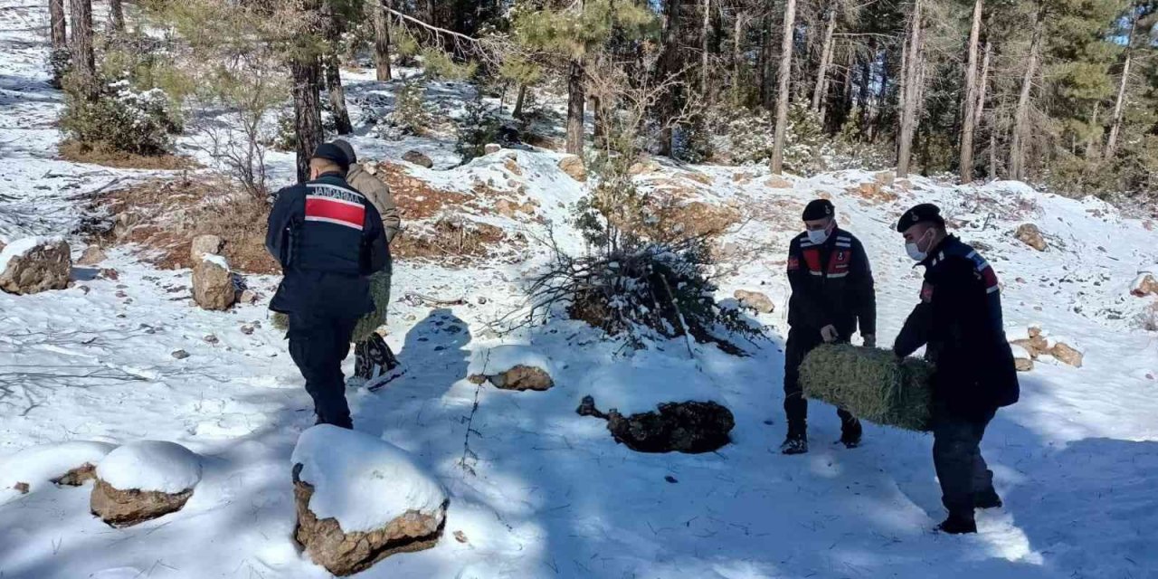 Mersin’de Yaban Hayvanları İçin Doğaya Yem Bırakıldı