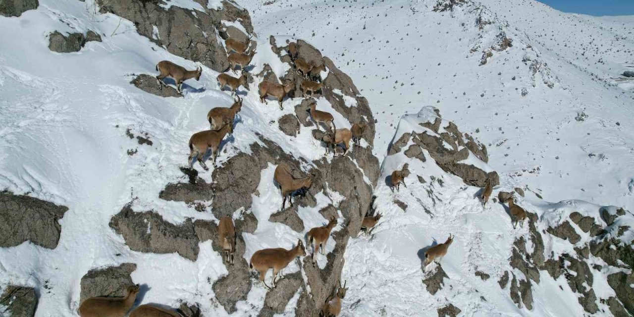 Aladağlar’da Dağ Keçileri Drone İle Görüntülendi
