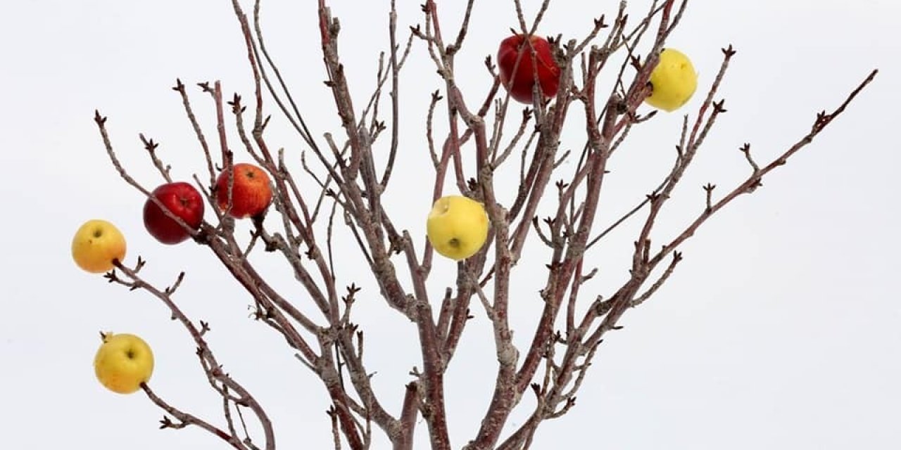 Aksaray’da Ağaçlar Meyvelendi