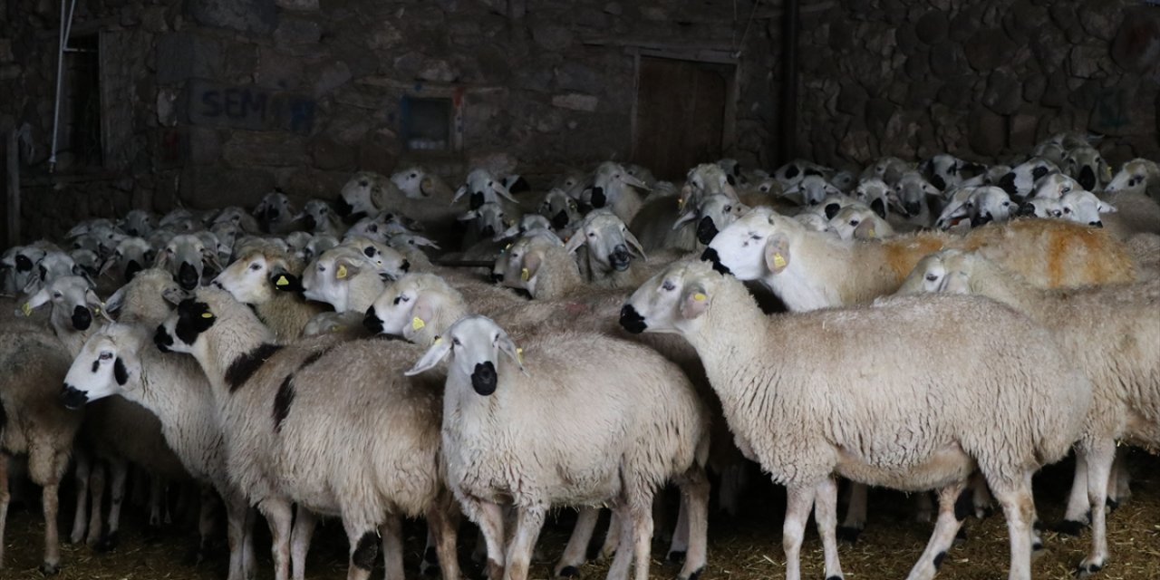 Akkaraman Koyunları Üreticisine Yüzde 22 Gelir Artışı Sağladı