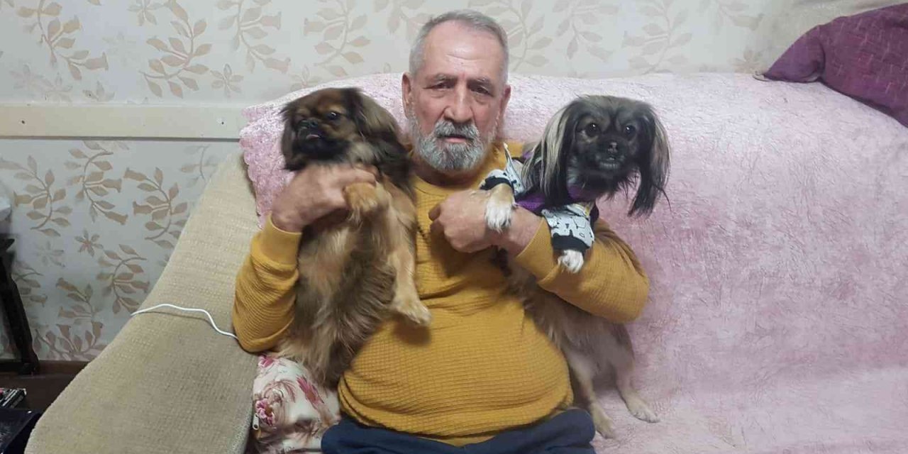 Her Yerde Kaybolan Köpeklerini Arıyorlar