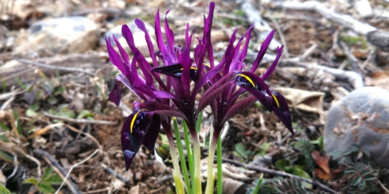 Kırnavruzu Bitkisi Çiçek Açtı