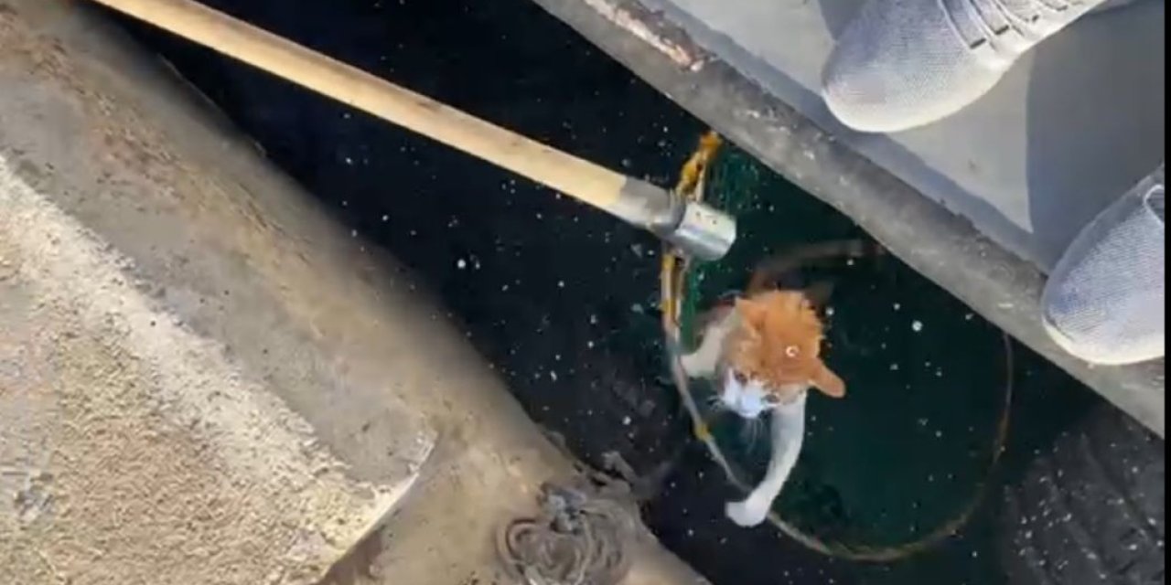 Denize Düşen Kediyi Balıkçılar Kurtardı