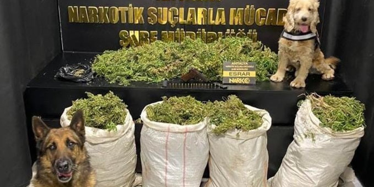 Antalya’da Uyuşturucu Operasyonunda 50 Kilo Esrar Ele Geçirildi
