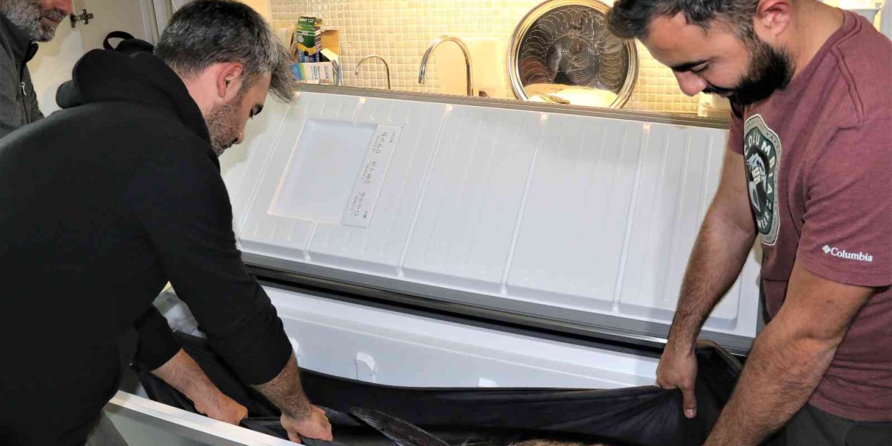 Oltayla Tutulan Dev Orkinosu Kamyonetle Taşıyıp, Evin Buzdolabına Güçlükle Sığdırdılar