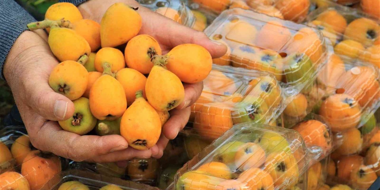 Örtü Altında “yenidünya” Hasadı Başladı... Kilosu 200 Tl’den Satıldı