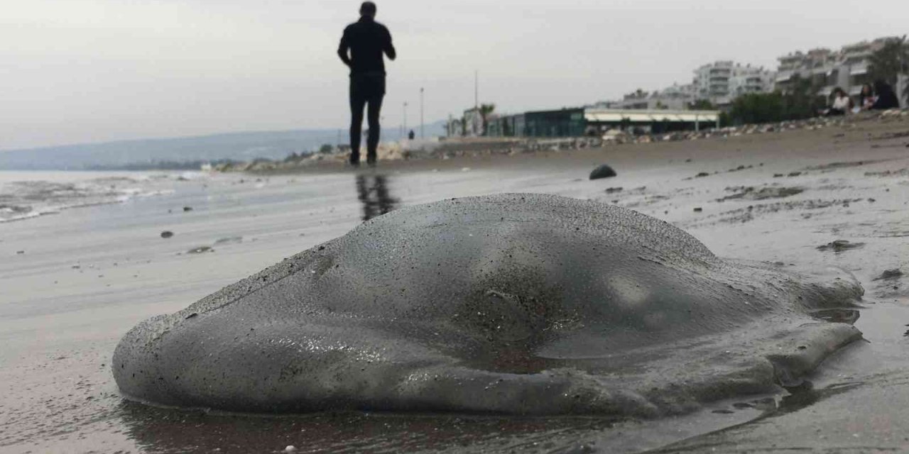 Kıyının Her Yerinde, Dokunanı Yakıyor