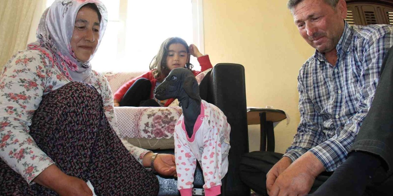 Gören Şaşırdı... Tüysüz Doğdu, Bebek Gibi Bakılıyor