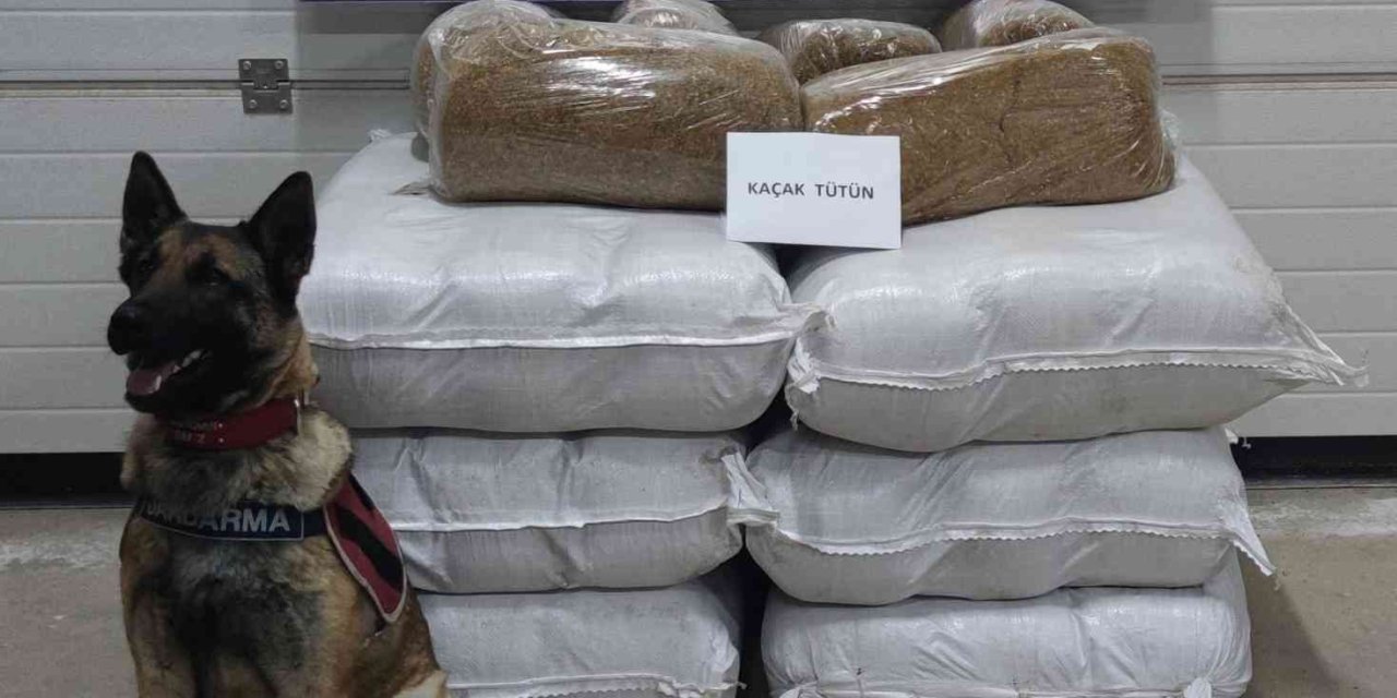 Yolcu Otobüsünde 252 Kilogram Kaçak Tütün Ele Geçirildi