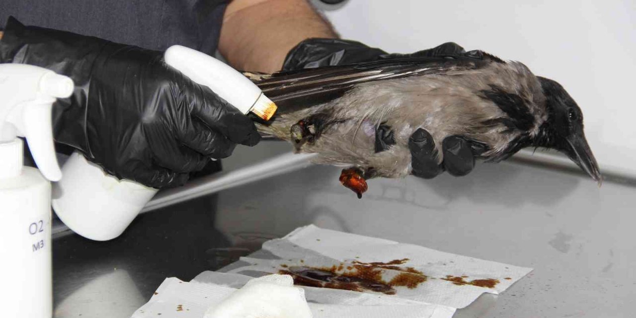 Kediden Sonra Yaralı Karga Şifaya Kendi Gitti