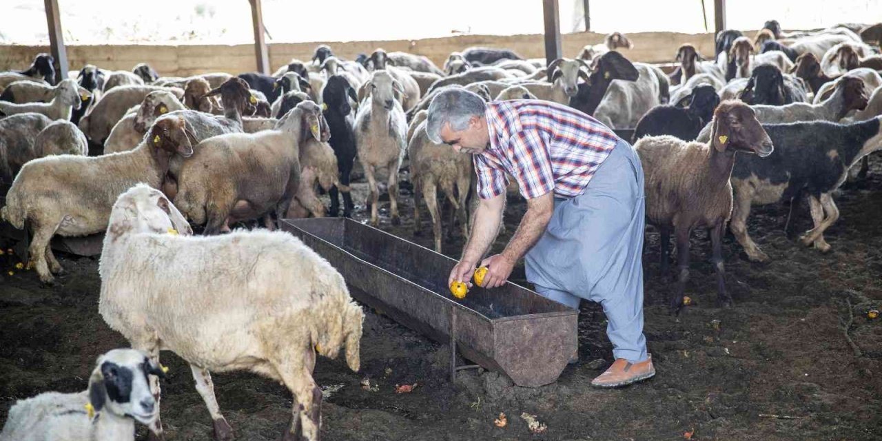 Mersin'de Yörükler Göç Hazırlığında