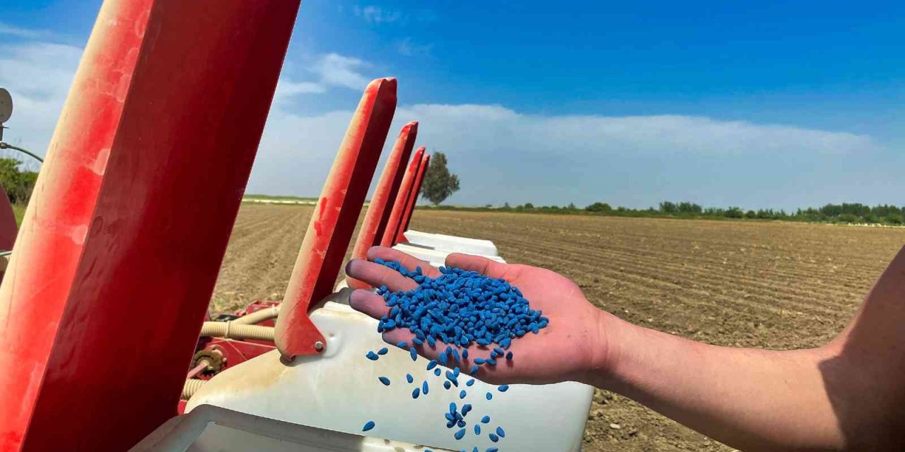 Tarsus’ta Pamuk Yeniden Boy Verecek