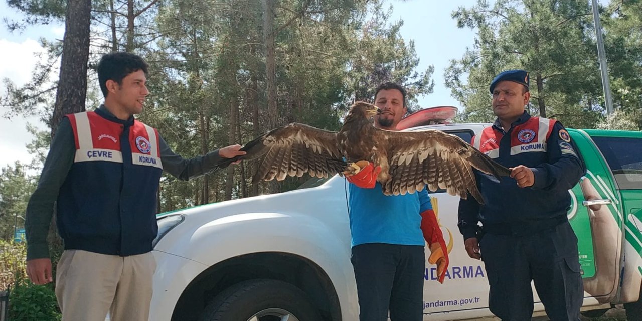Jandarmadan Uçamaz Haldeki Kartala Yardım Eli