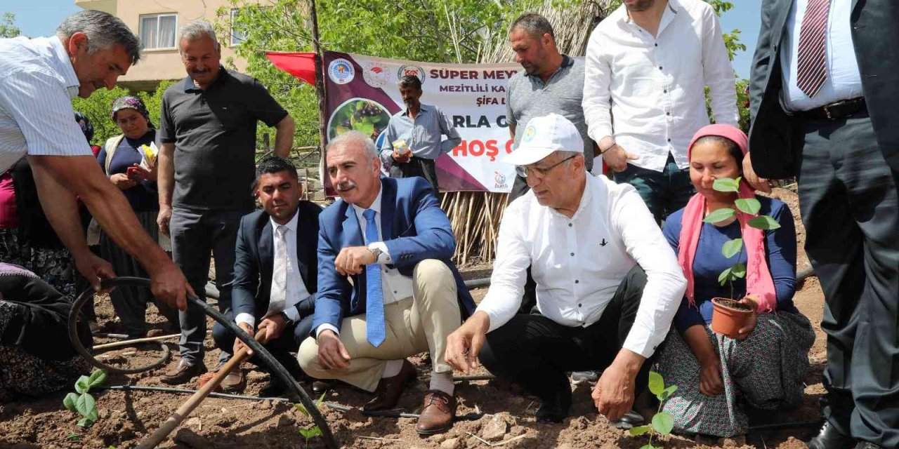 Mezitlili Kadınlar Aronya Üretimi İçin İlk Fidanları Toprakla Buluşturdu