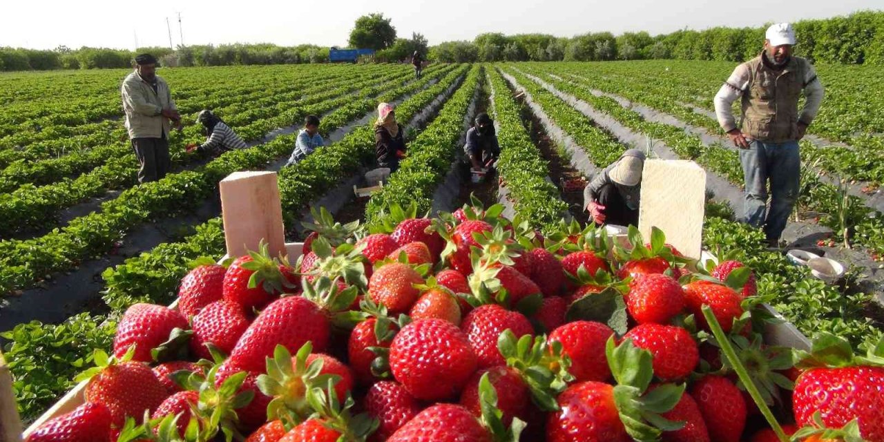 Coğrafi İşaret Tescilli Silifke Çileği, 15’ten Fazla Ülkeye İhraç Ediliyor