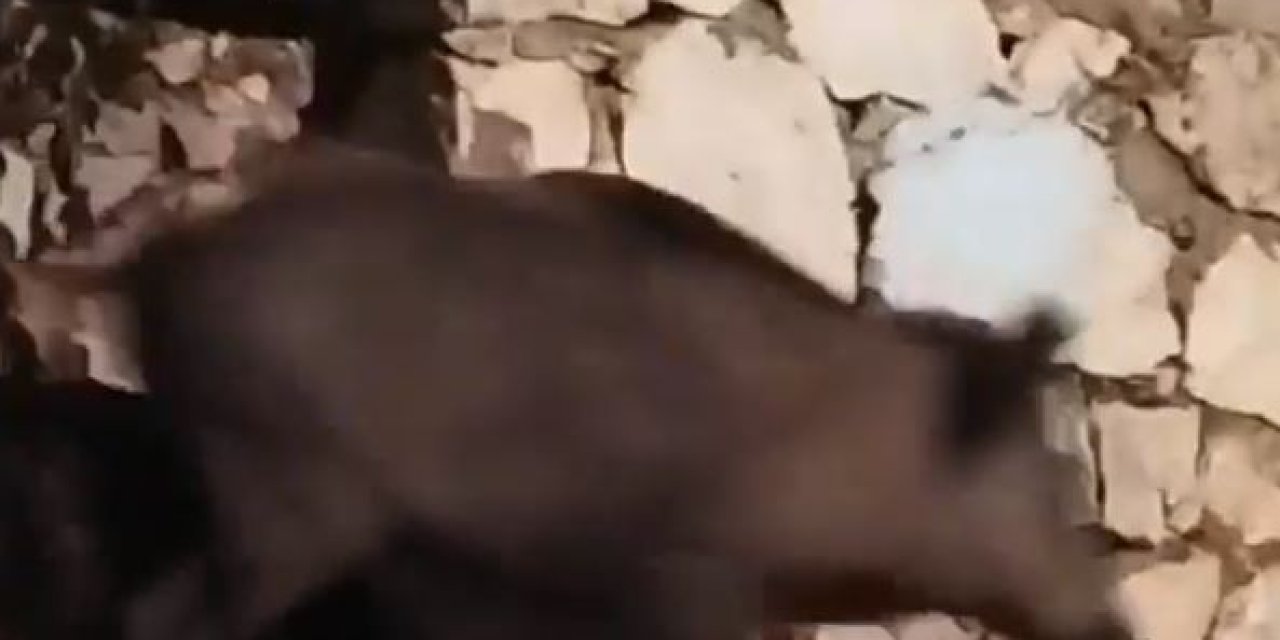 Antalya’da Evin Bahçesine Giren Domuz Ev Sahibini Neye Uğradığını Şaşırttı