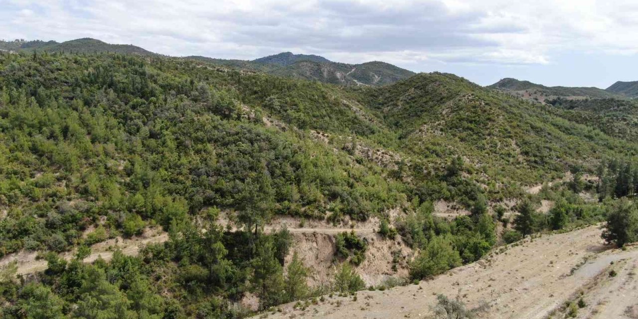 Antalya’da 14 Yıl Önce Orman Yangınında Küle Dönen Alanlar Yeniden Yeşile Büründü