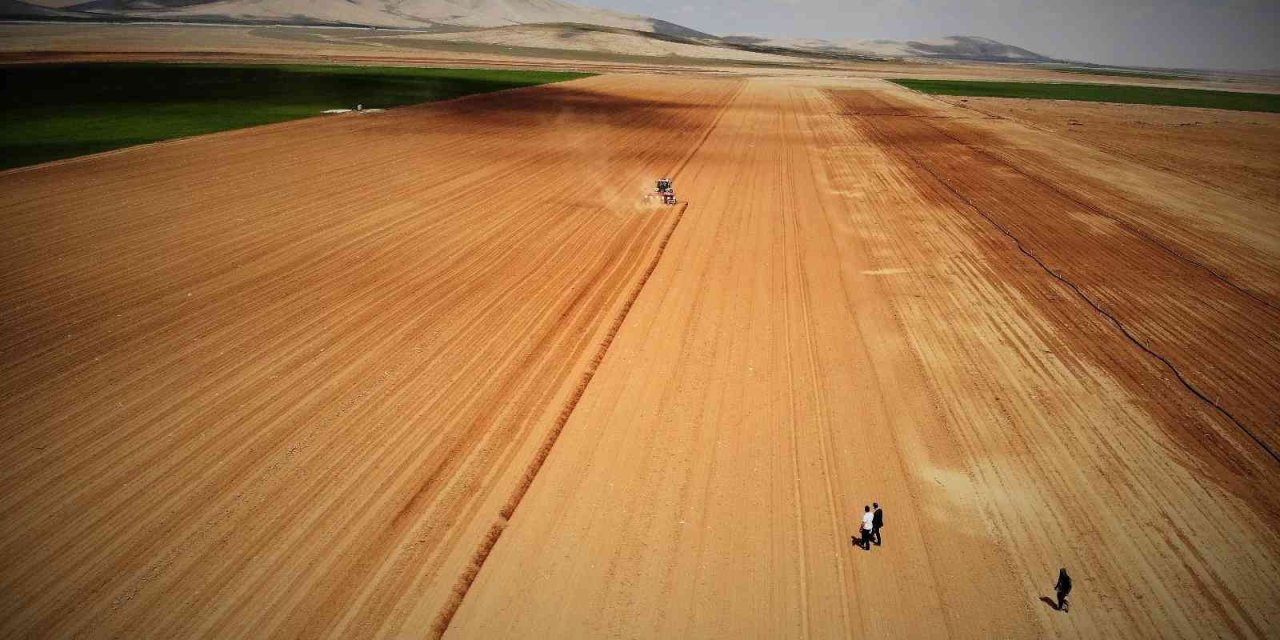 Konya Ovasında Ayçiçeği Ve Pancarda Yüksek Rekolte Umudu