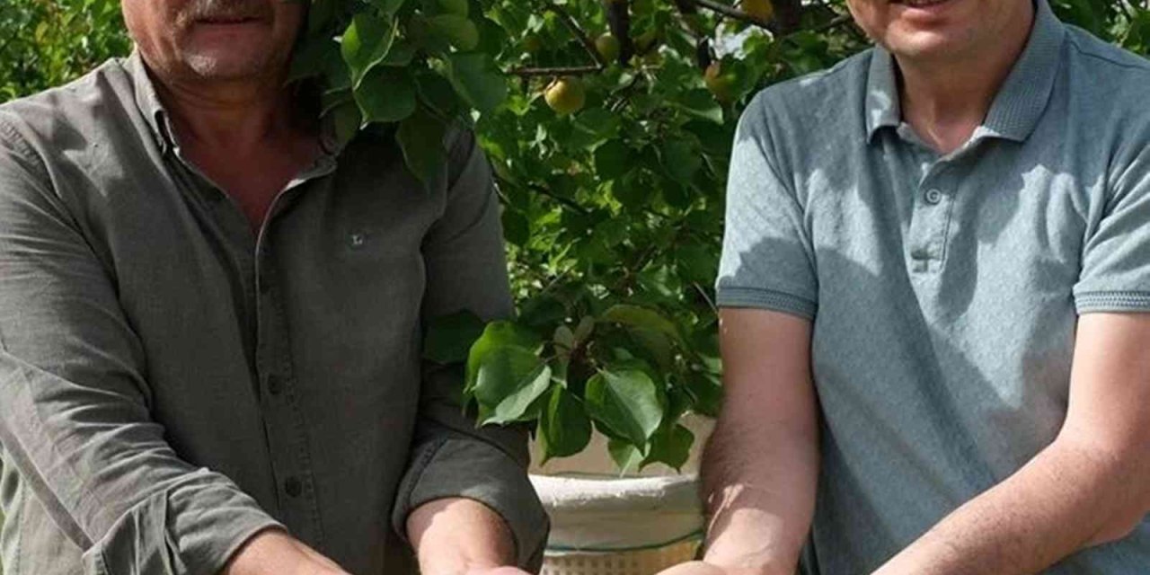 Mersin’de Sofralık Kayısı Hasadı Başladı