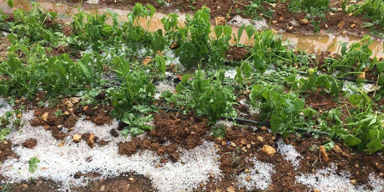 Mersin’de Dolu Bin 573 Dekar Alanda Zarara Yol Açtı