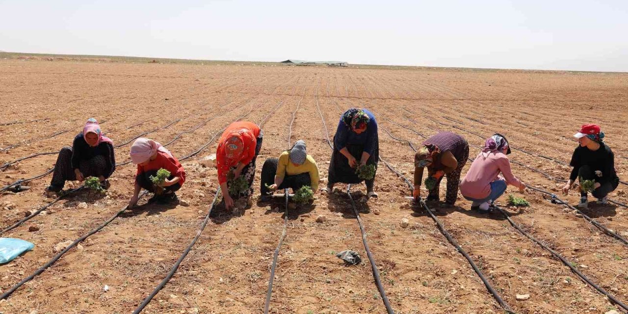 Başkan Altay: “kıraç Arazileri Kekik Ve Adaçayı İle Üretime Kazandırıyoruz”