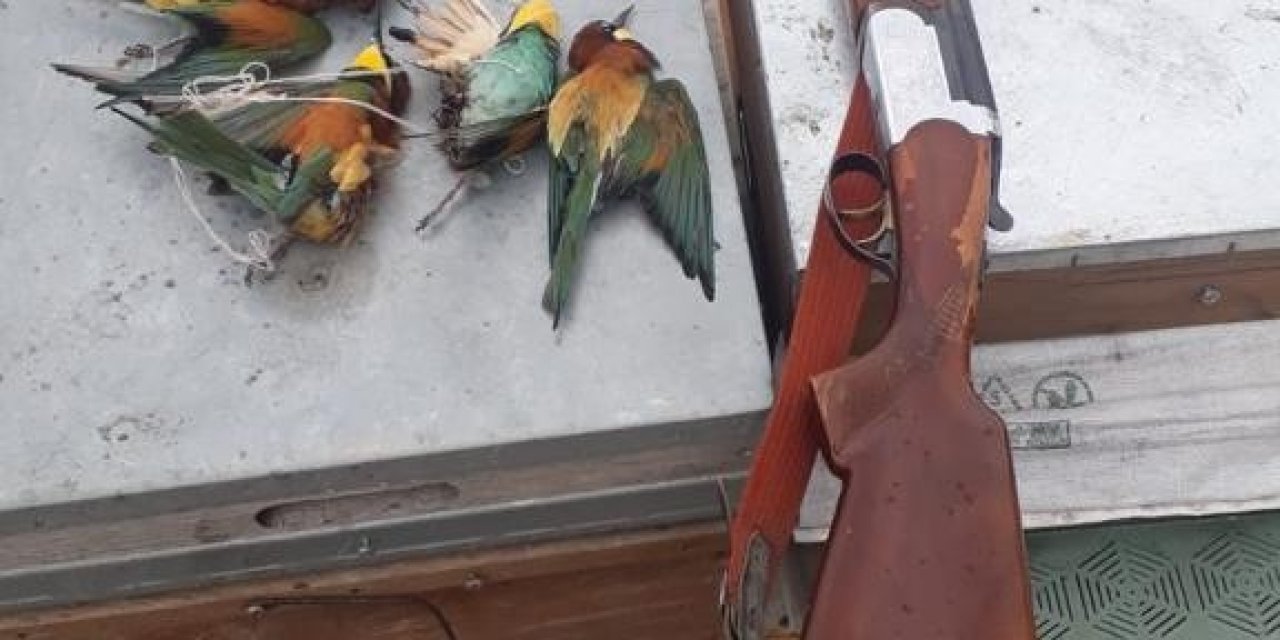 Koruma Altındaki Arı Kuşlarını Öldüren Kişiye 8 Bin Lira Ceza