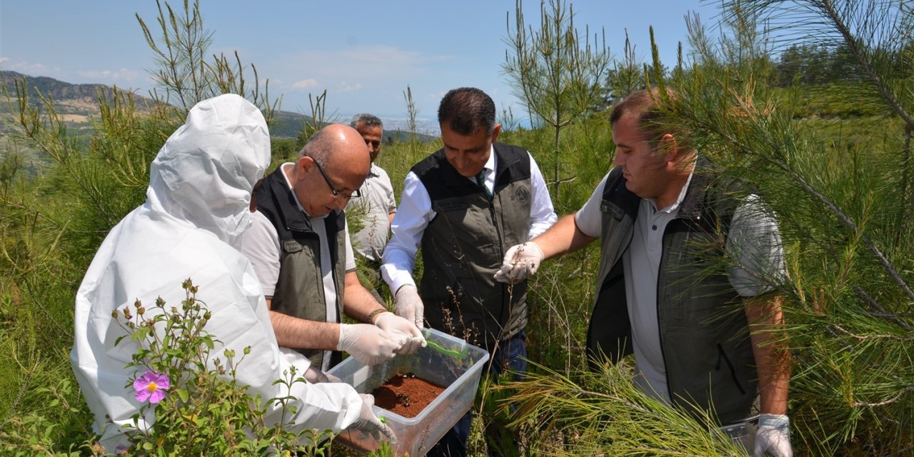 Mersin Orman Bölge Müdürlüğü, Biyolojik Mücadelede Hedeflerini Aştı
