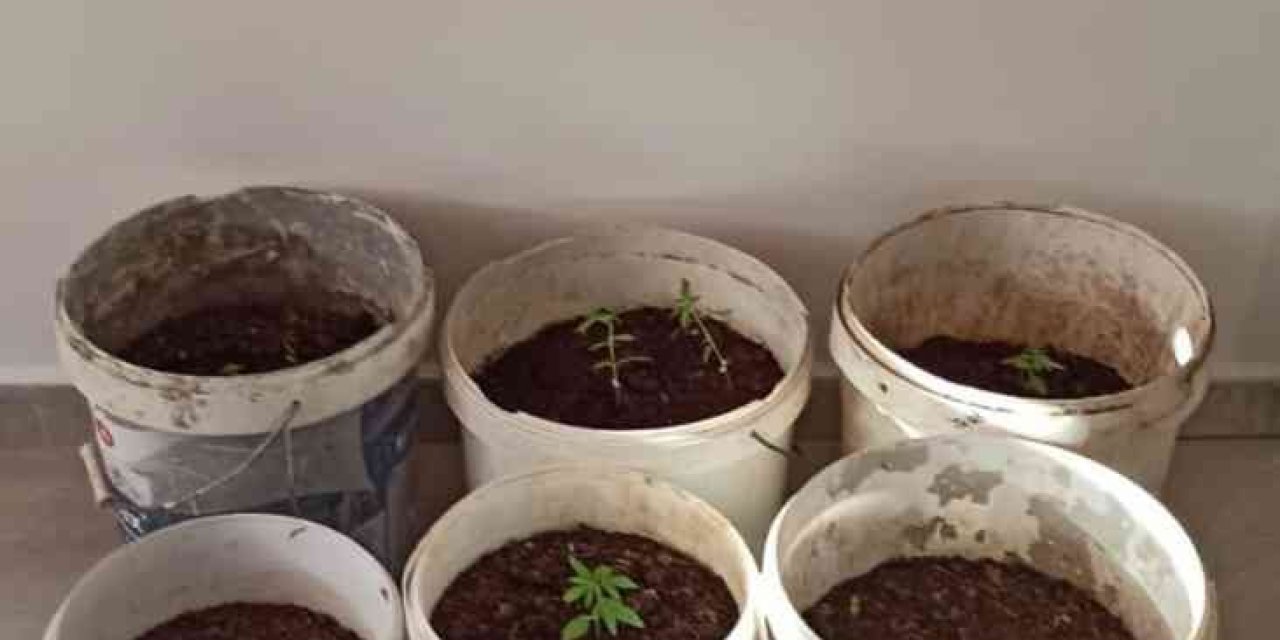 Evinde Yasadışı Kenevir Üreten Şüpheliye Operasyon