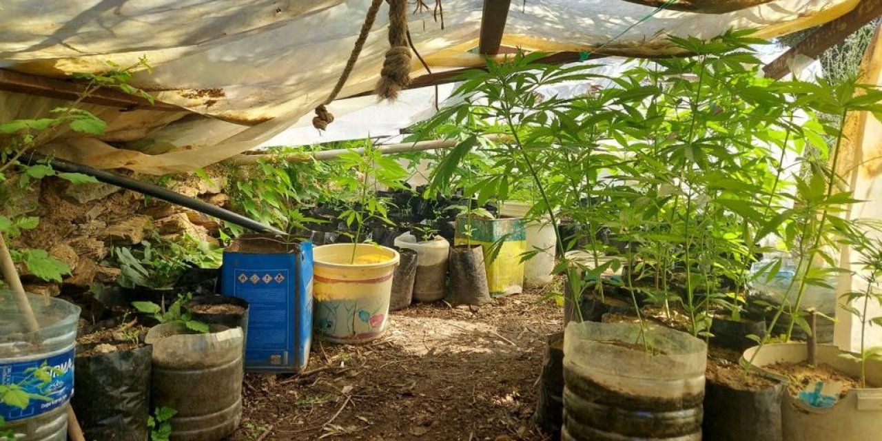 Evinde Kenevir Yetiştiren Şüpheliye Operasyon