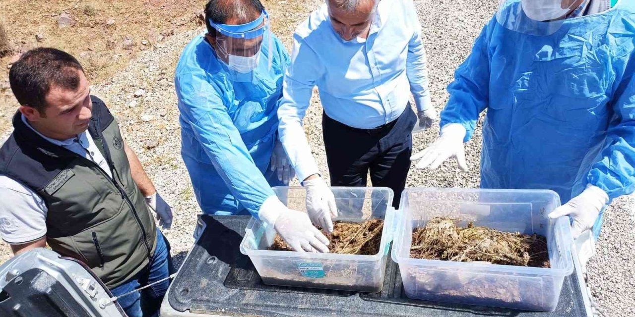 Kumluca’da Zararlı Böceklere Karşı 7 Bin 200 Adet Yararlı Böcek Doğaya Bırakıldı