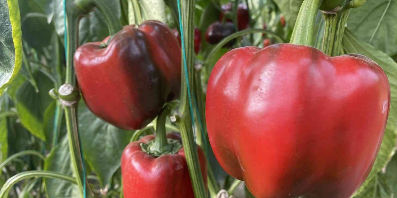 Antalya’da Kaliforniya Biberi Sezonu Sona Erdi