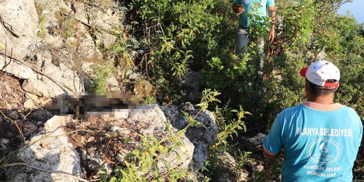 Antalya’da İki Sokak Köpeği Ölü Bulundu