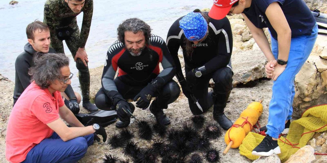 Akdeniz’de Dikenli Zehirli İstilacı Deniz Kestanesi Tehlikesi