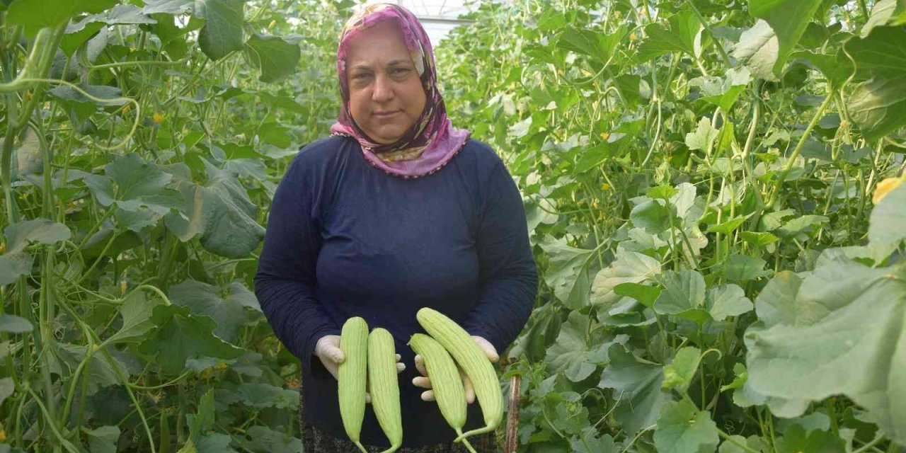 Antalya’da Üretilip Kilosu 30 Tl’den Almanya’ya Gidiyor