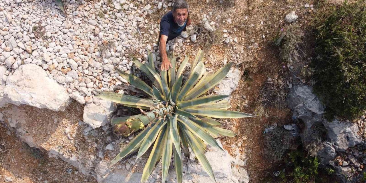 Boyu 25 Günde 4 Metreyi Aştı