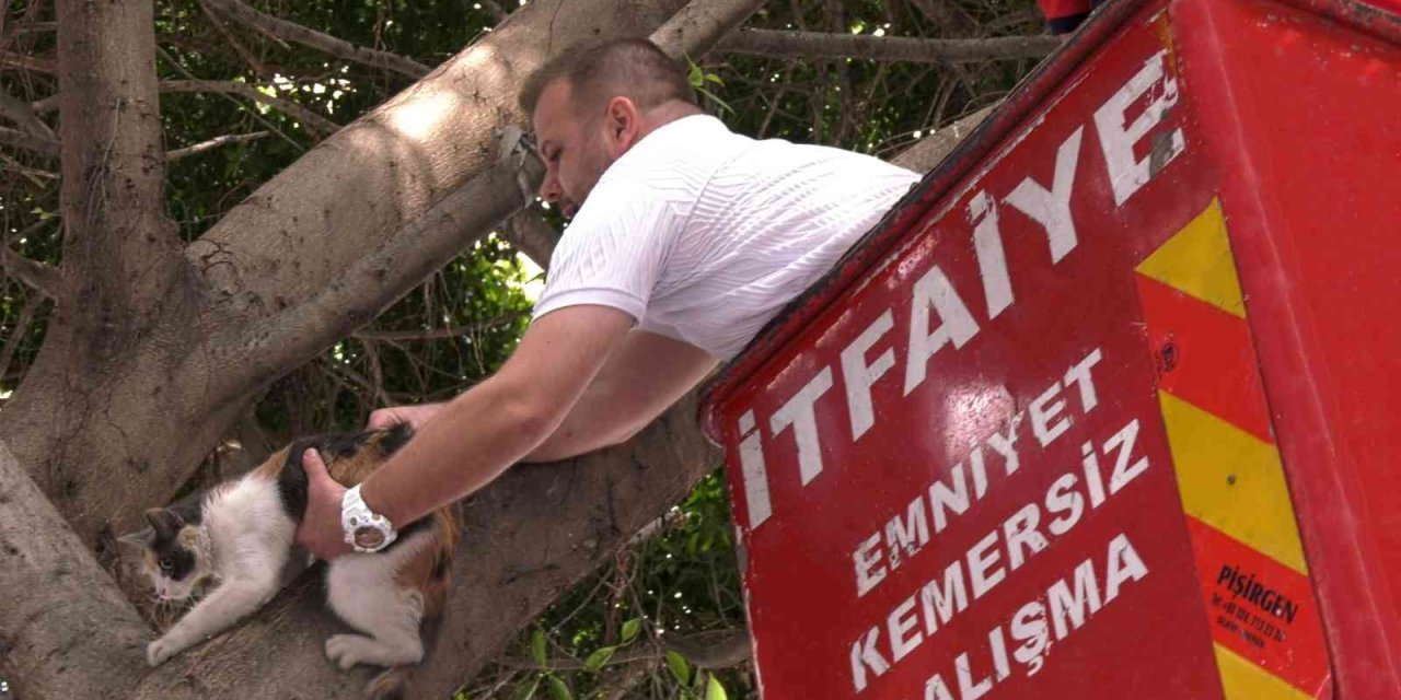 Kayıp Kediyi Mahsur Kaldığı Ağaçtan İtfaiye Ekipleri Kurtardı