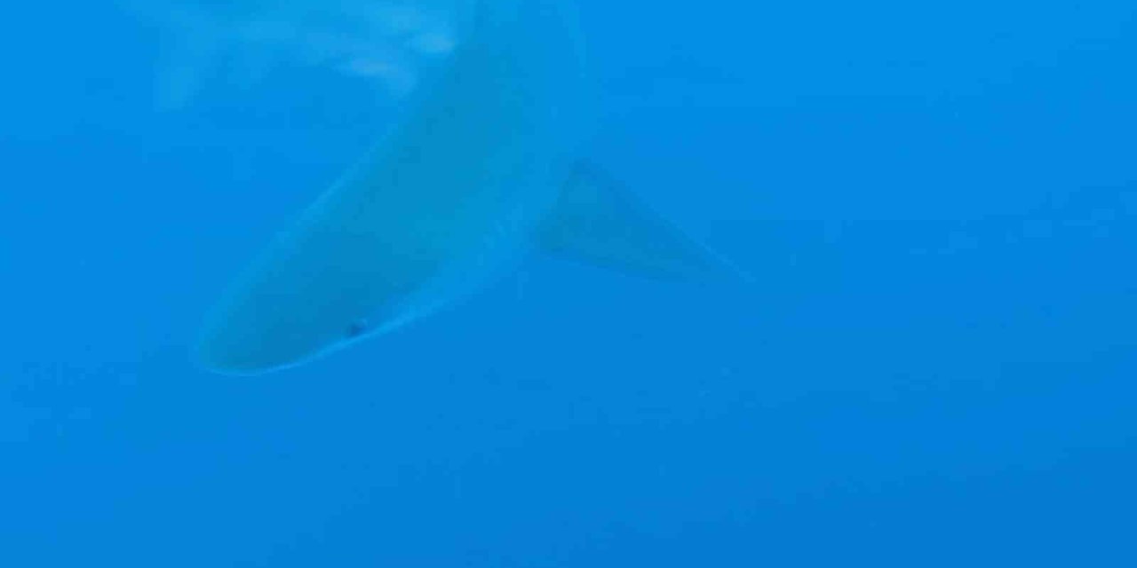 Profesörün Köpekbalığı Sürüsüyle Yakın Teması Sualtı Kamerasında