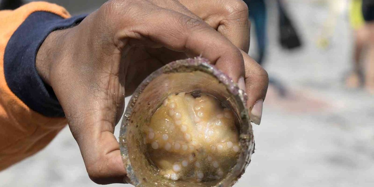 Deniz İçin Tehlike, Onun İçin Yuva Oldu