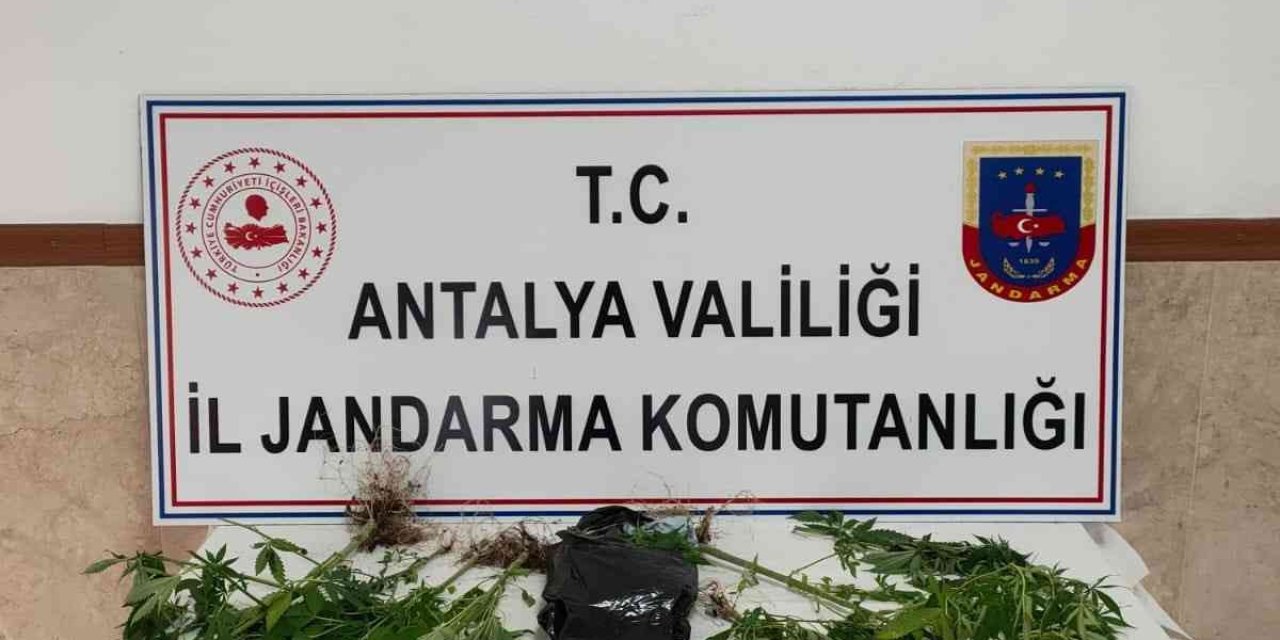 Yasadışı Kenevir Ekimine Operasyon